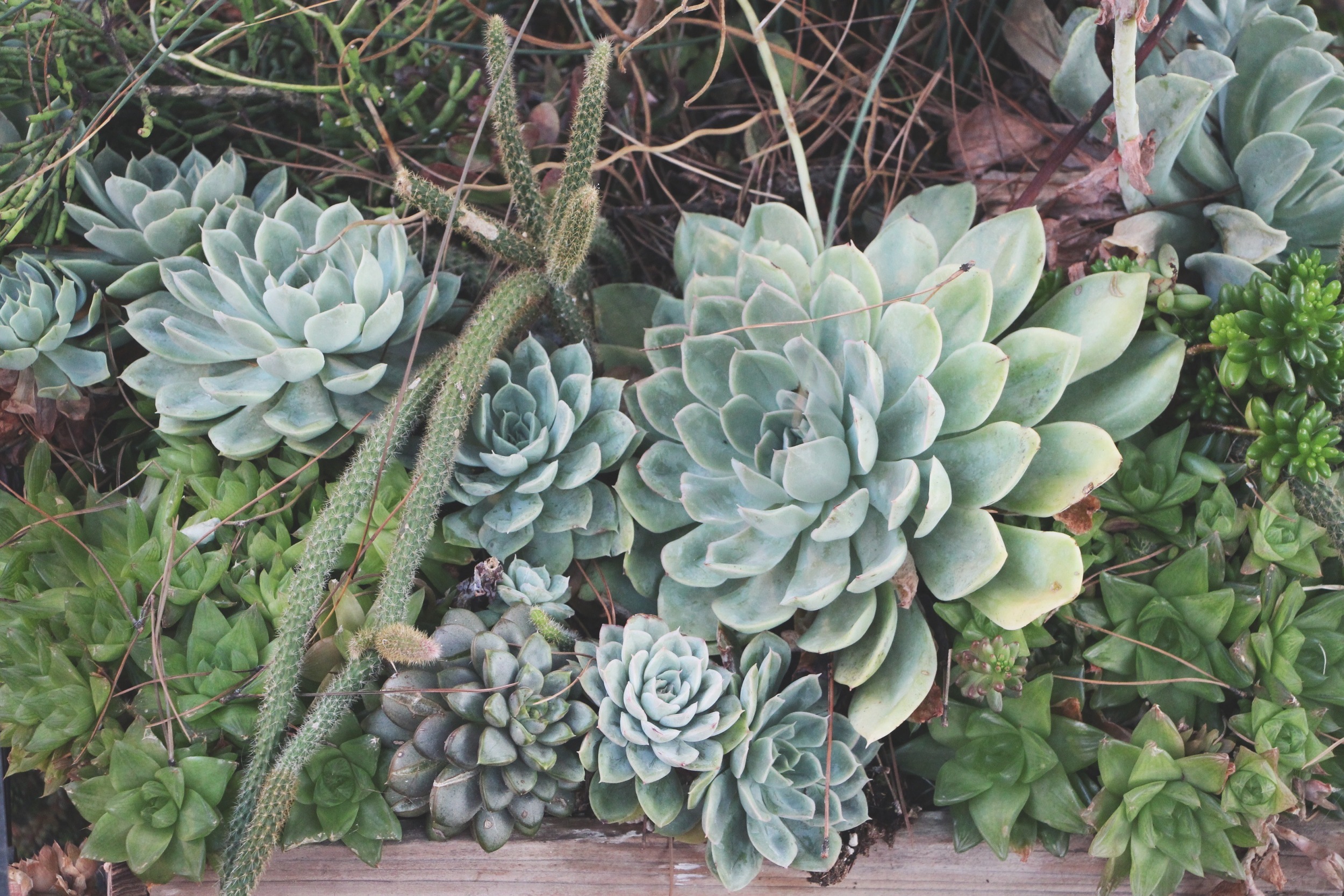 Cacti and Succulents in Old Town, CA via Needles + Leaves